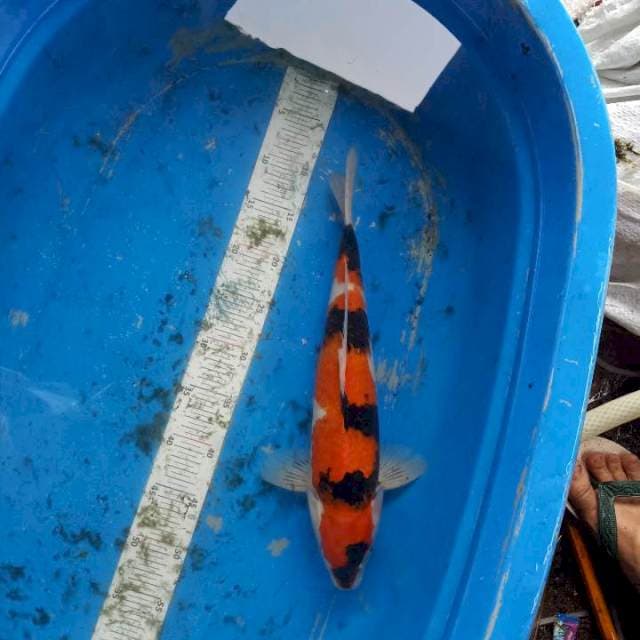 Showa jantan 42cm
