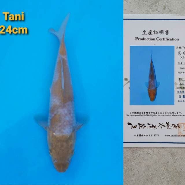 Tani ochiba Certi