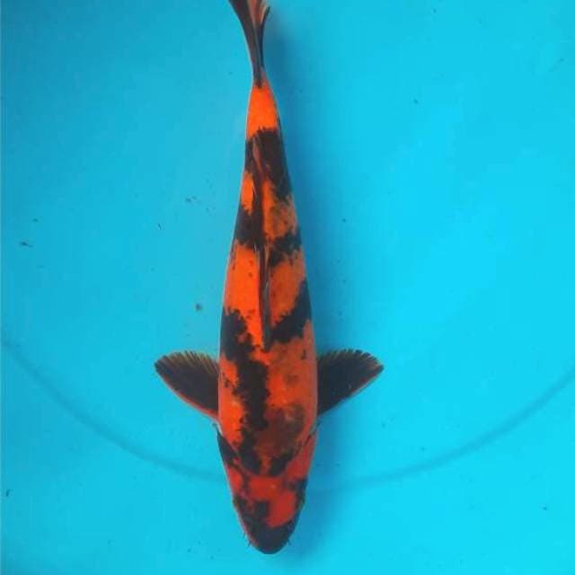 Utsuri 29cm