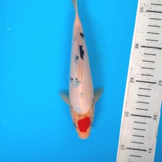 Tancho sanke 22cm