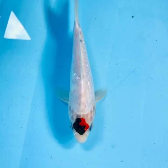 Tancho, 19 cm