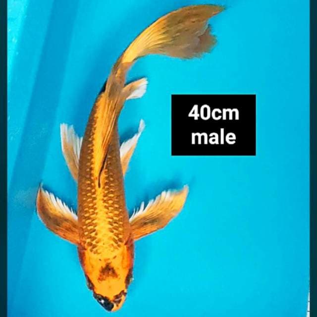 Kumpay matsuba 40cm male
