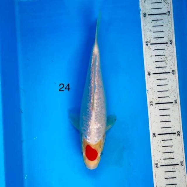Tancho ginrin 24cm