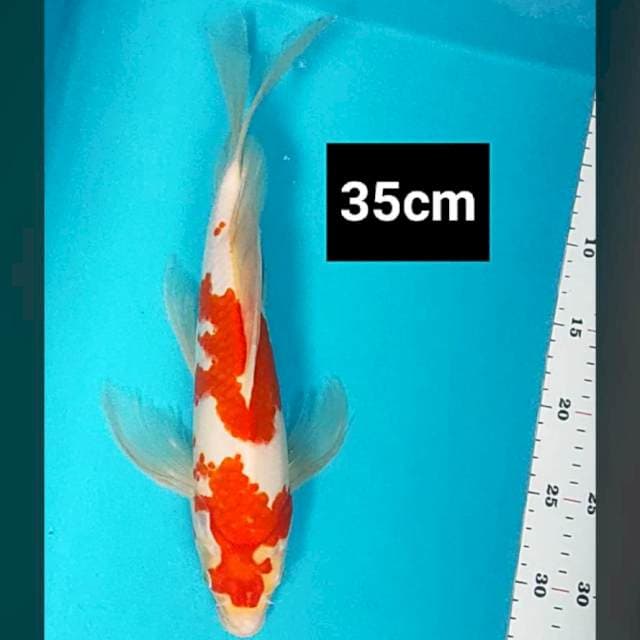 Kumpay kohaku 35cm