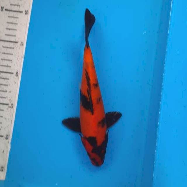 Utsuri 24cm
