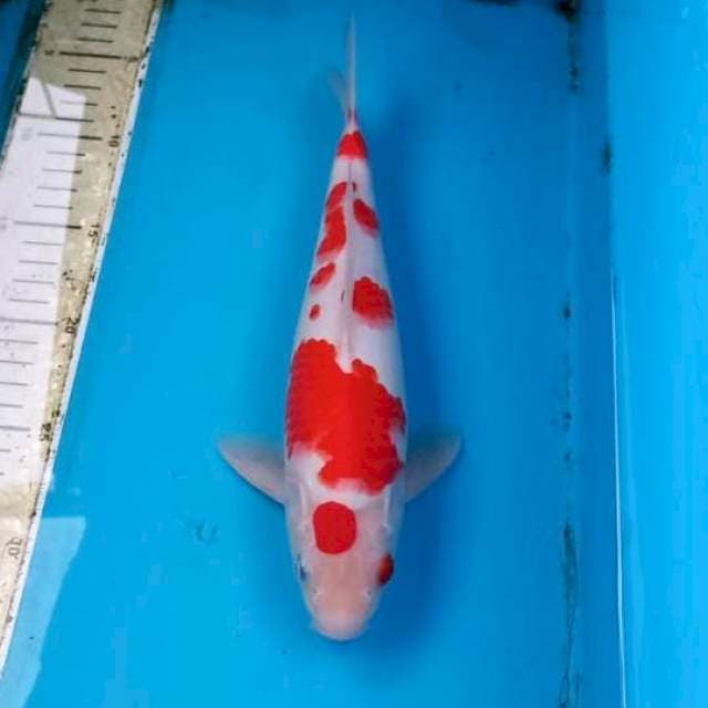 Kohaku 29cm