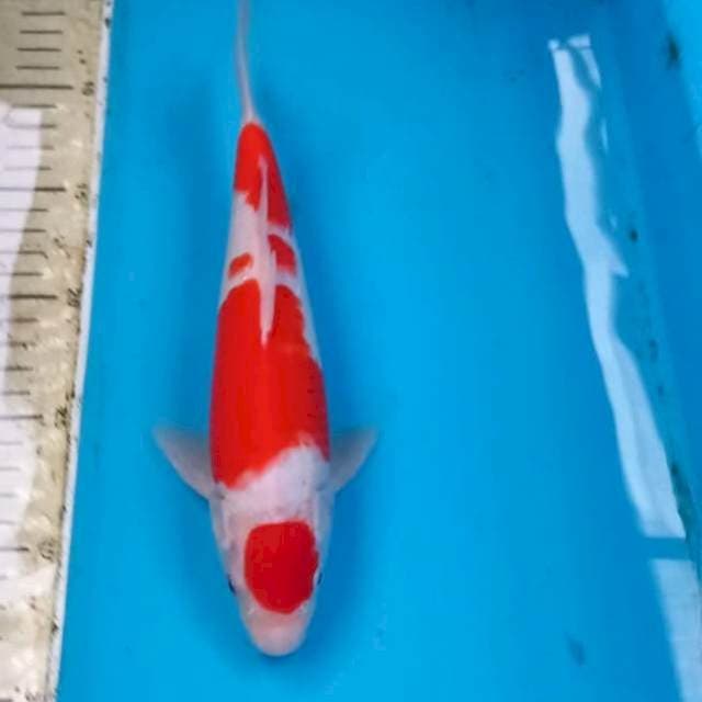 Kohaku 25cm