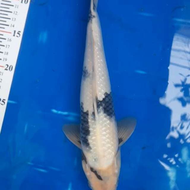 Shiro Motogoro, 35cm, Jantan