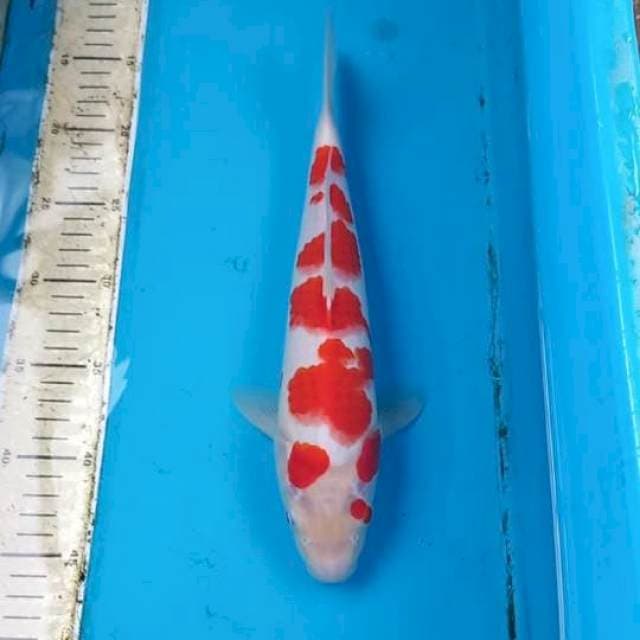 Kohaku 32cm