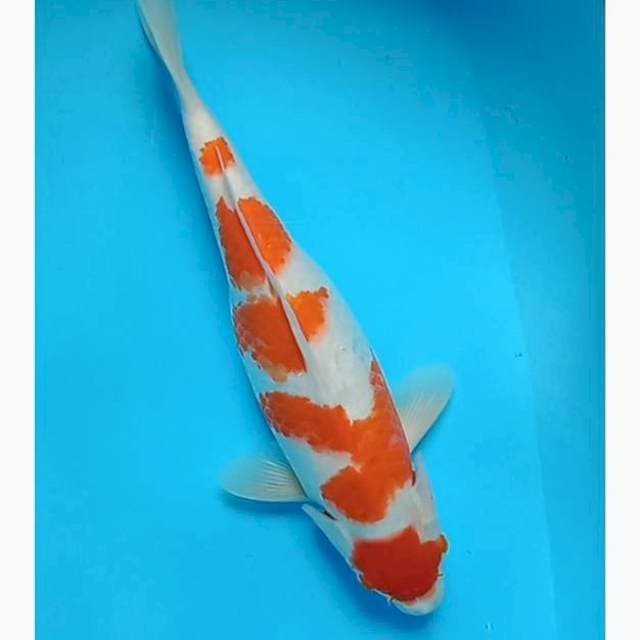 Maruten kohaku