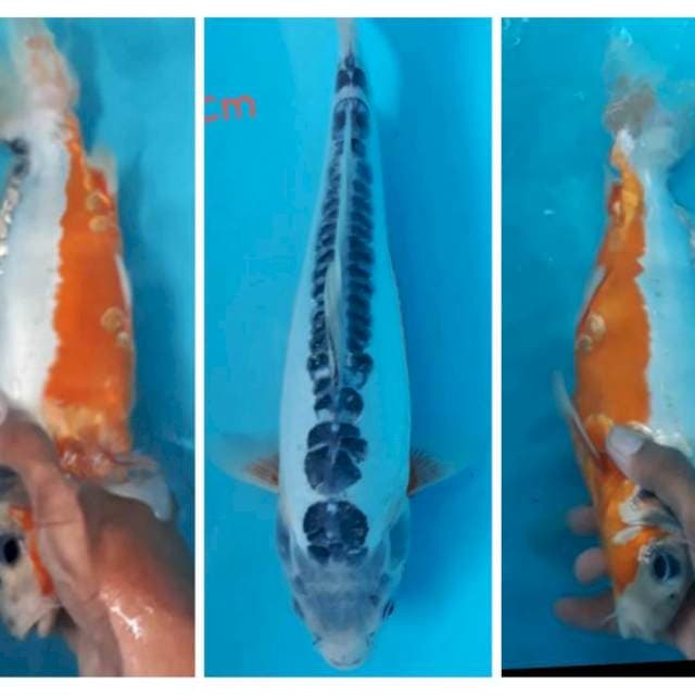 Shusui Ring Rapi 34cm