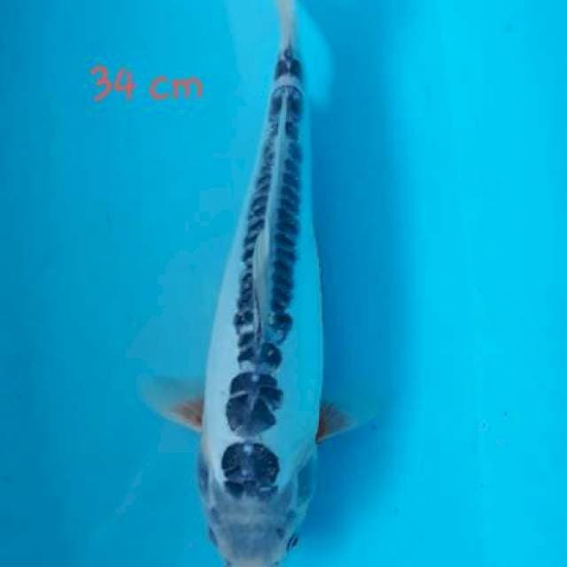 Shusui Ring Rapi 34cm