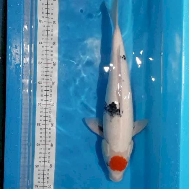 Tancho showa 43cm