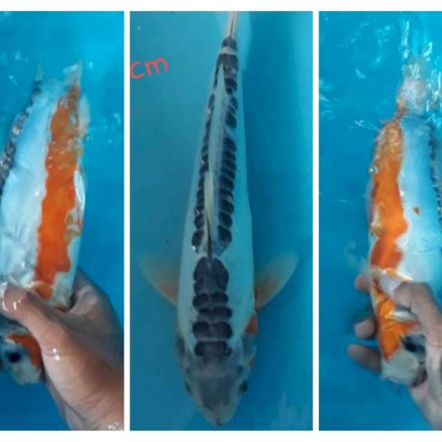 Shusui 30cm