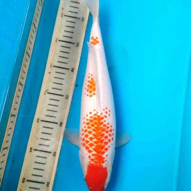 35m Kanoko Kohaku female