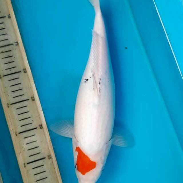 35cm Bakat jumbo tategoi sanke