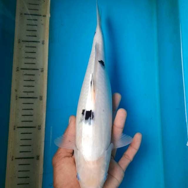 31cm bekko salju female