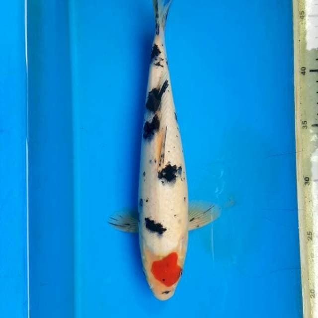 Tancho sanke 28cm/M