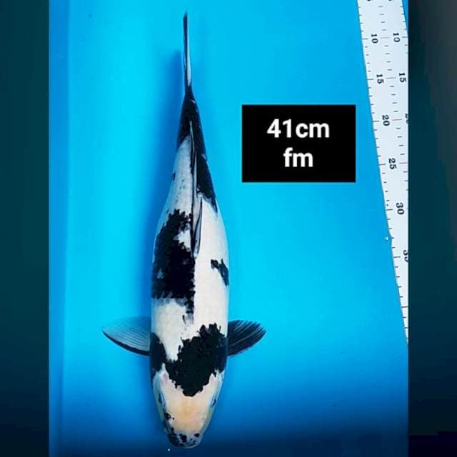Shiro bulky 41cm