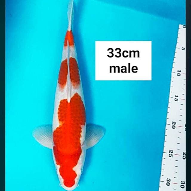 Kohaku strong 33cm male