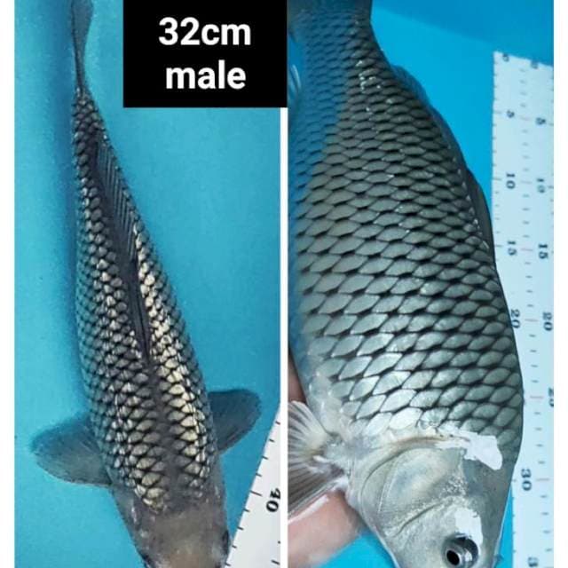 Soragoi ginrin punuk 32cm male