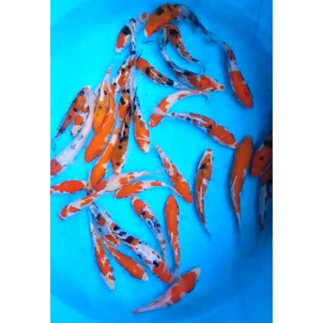 PAKET I, KOHAKU, SANKE Size 13 - 15 Cm, 30 Ekor