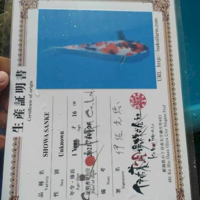 Showa ISA TOSAI 2021