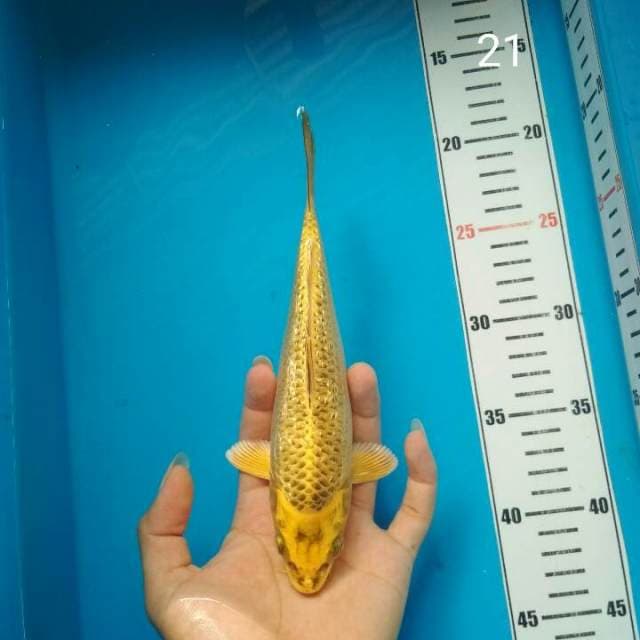 Gold Mukasi
