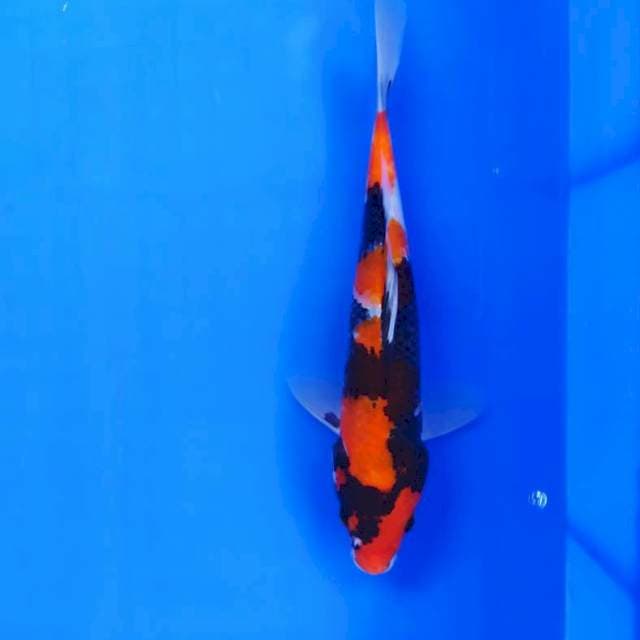 Showa stroong bahan 23 cm