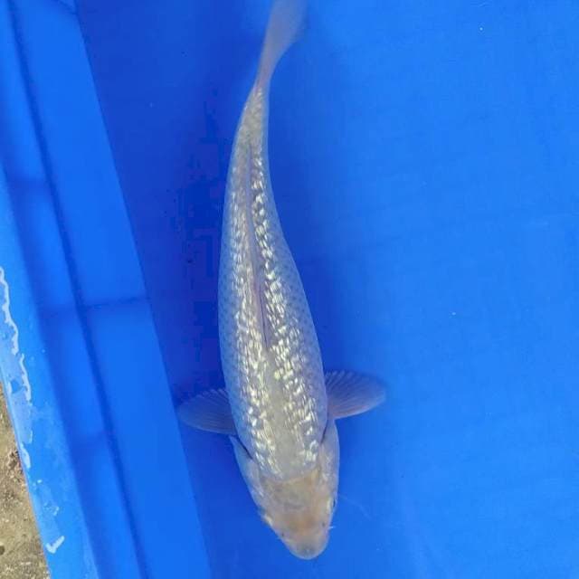 Soragoi ginrin punuk 27 cm bulky