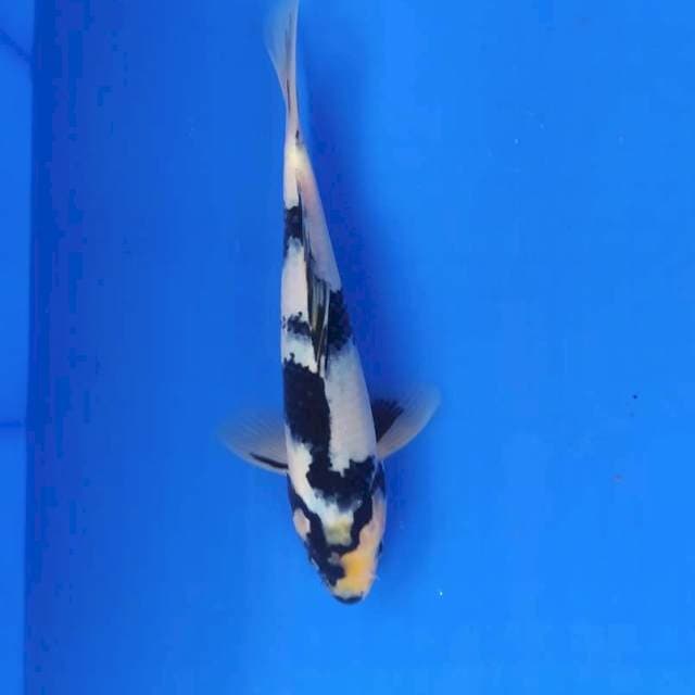 Shiro bahan 24 cm
