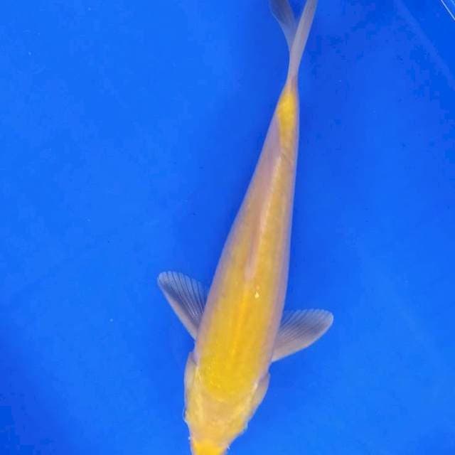 Karasi lemon 29 cm