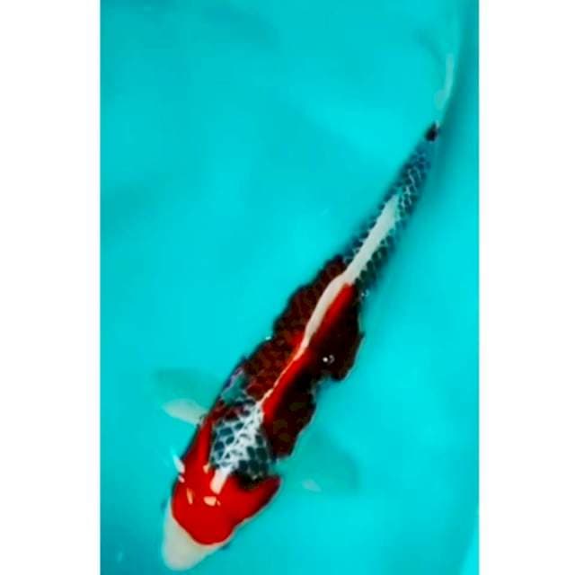 🔴 GOSHIKI GENDONG TELUR 45CM