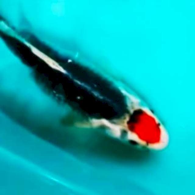 🔴Tancho goshiki 40cm