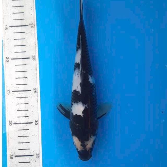 Shiro 25cm