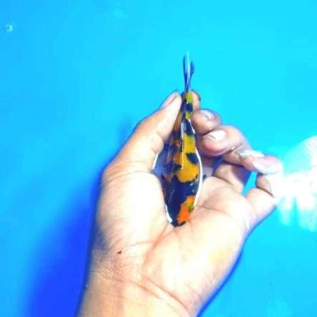 Hi Showa Short Body Ready Magetan Koi Show