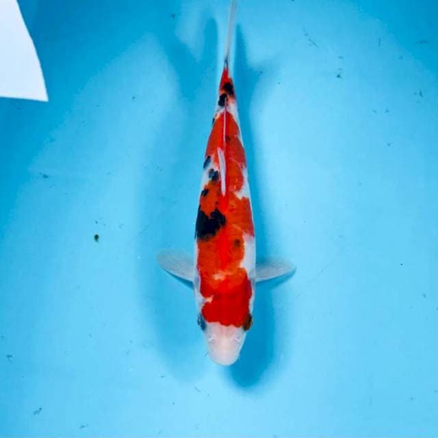 Sanke, 21 cm