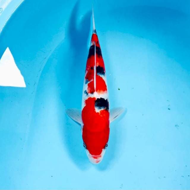Sanke, 25 cm