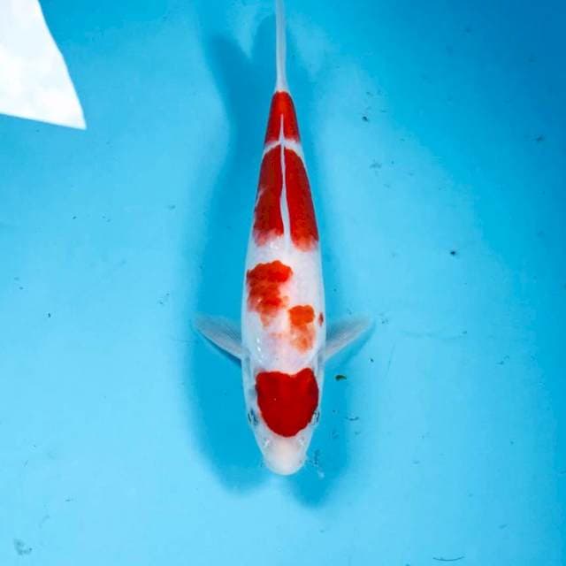 Kohaku, 21 cm