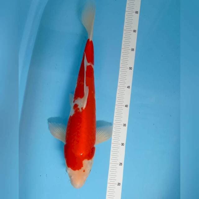 Kohaku