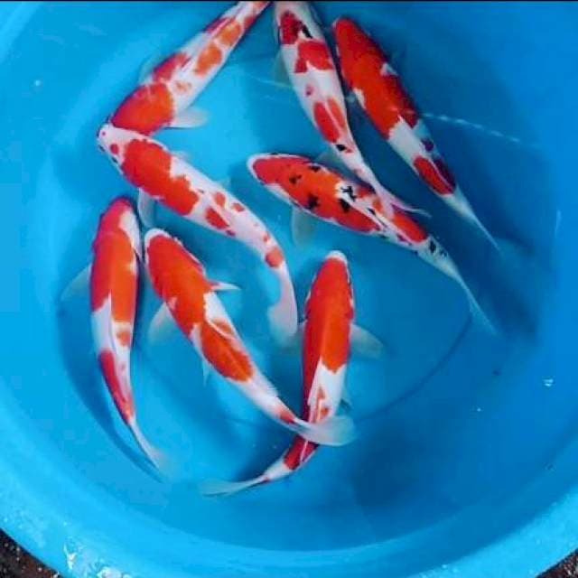 Mix 28-30 cm