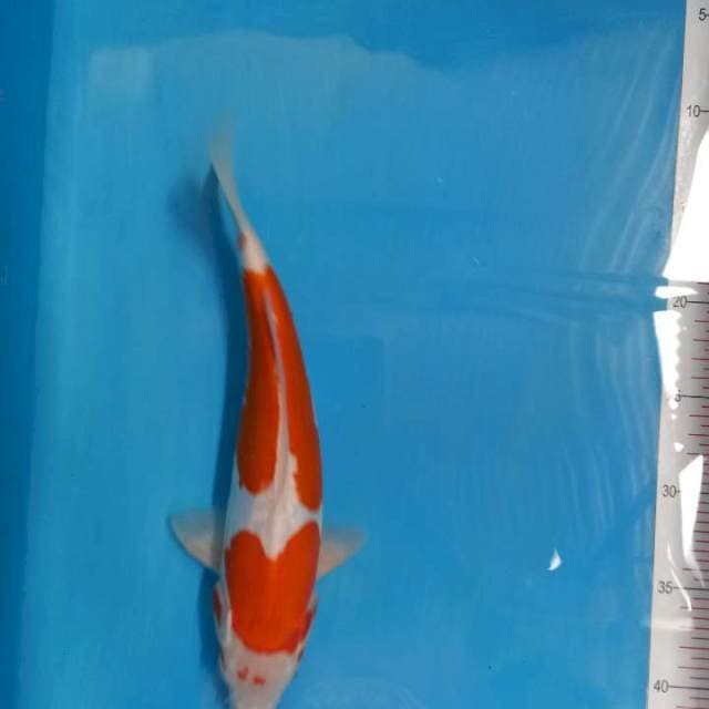 Kohaku doit 31cm