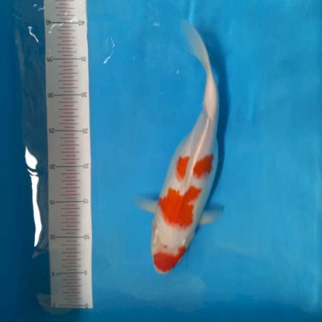 Kohaku 35cm