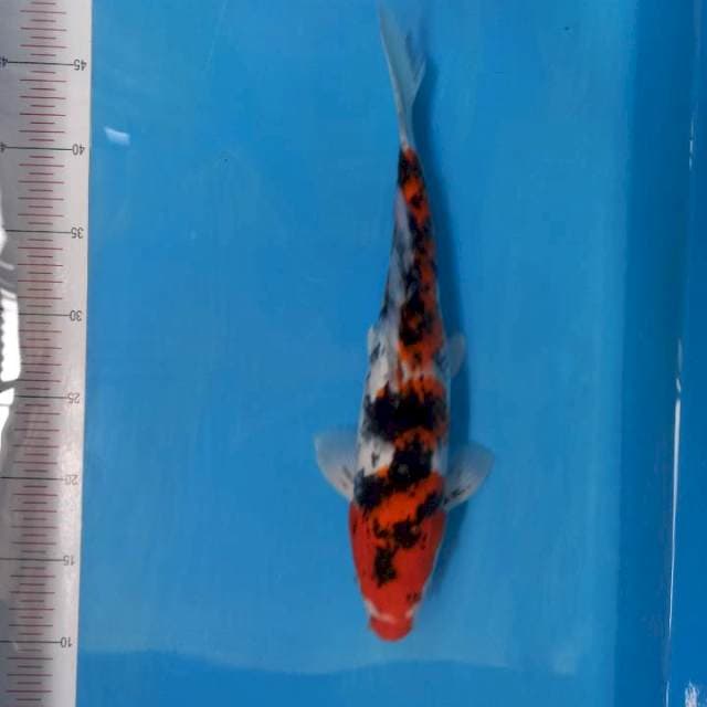 Sanke 35cm