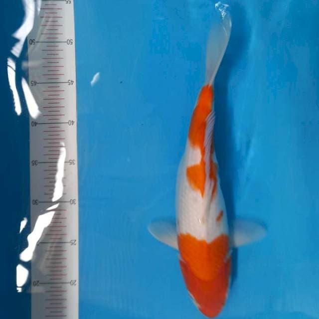 Kohaku 35cm