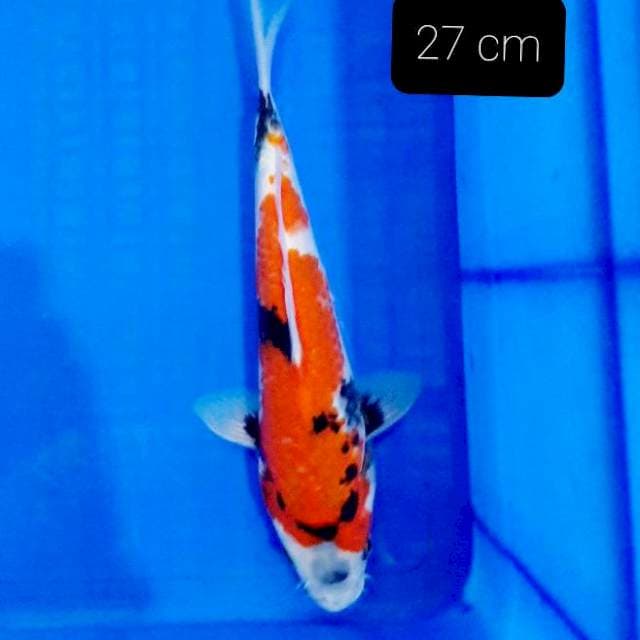 A.Showa 27 cm