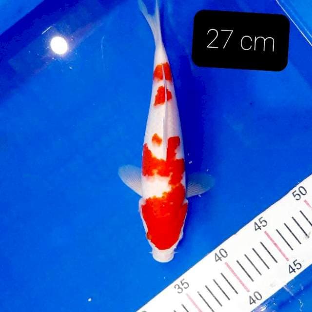 SQ kohaku 27 cm