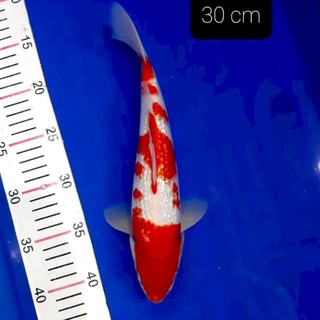 SQ kohaku ginrin 30 cm