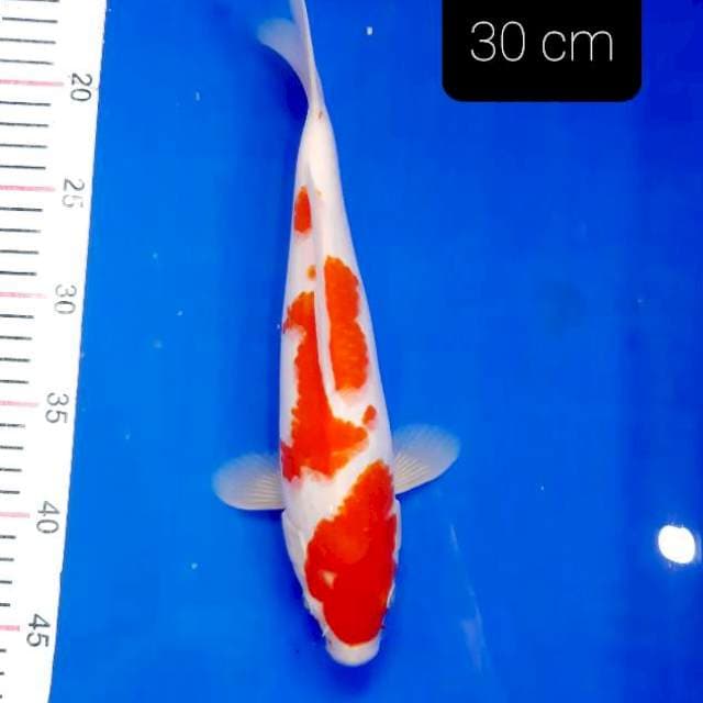 SQ kohaku 30 cm