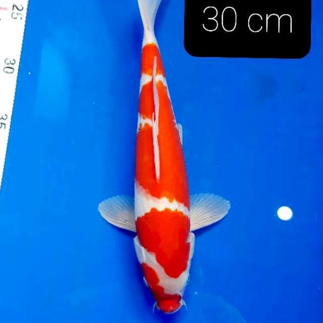 SQ kohaku 30 cm